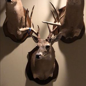 Meet your Posher, Jack